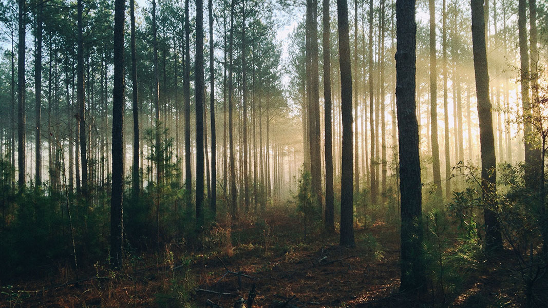 Nanollose partners with global manufacturer to develop sustainable solution in $13.2b market