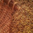 Grain storage pests no match for Bio-Gene after Flavocide trials reach six-month mark