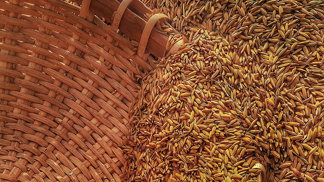Grain storage pests no match for Bio-Gene after Flavocide trials reach six-month mark