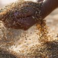 Leading research body invests in Bio-Gene’s fight against grain pests