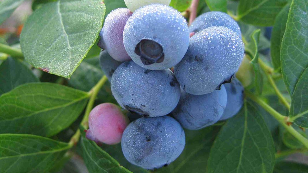 Wiseway achieves key milestone with Chinese fruit export accreditation