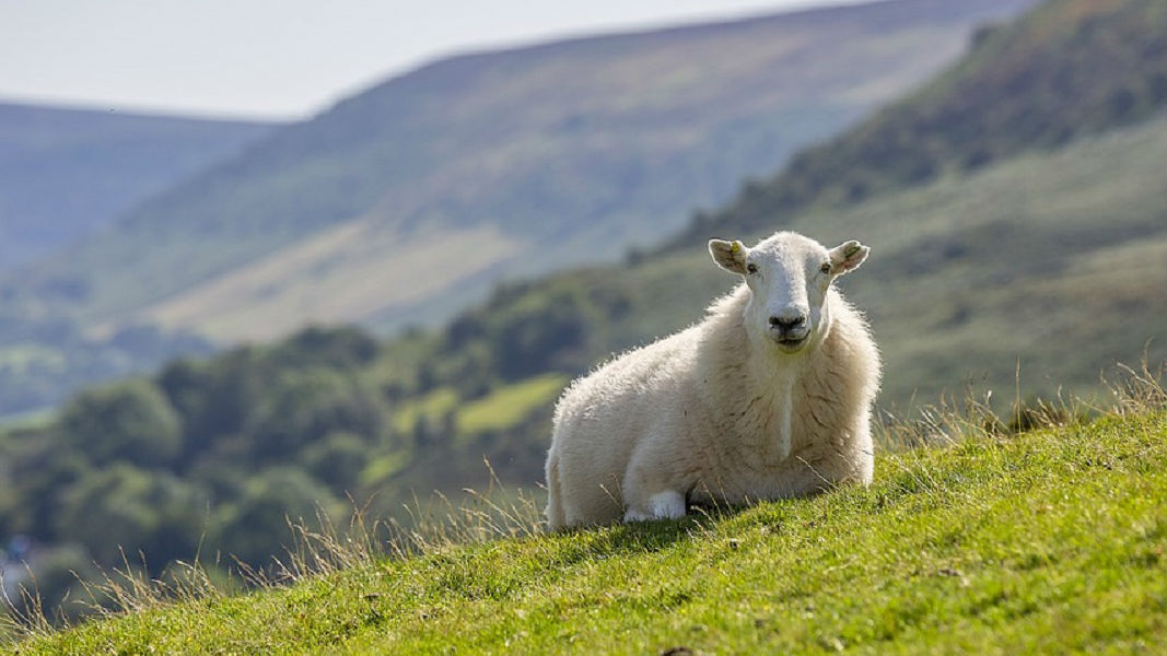 Apiam Animal Health acquires leading animal consulting business in Victoria
