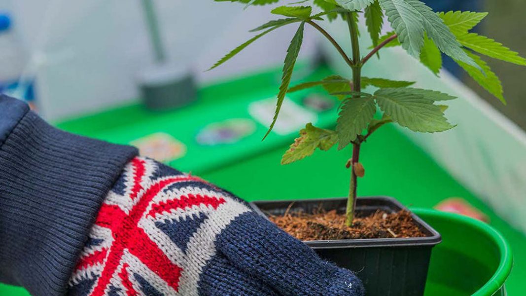 Medical cannabis adoption trend continuing in UK after Althea Group secures key licence