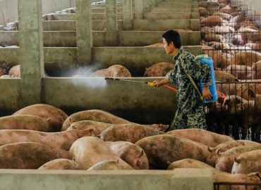 Zoono secures Chinese distributor after impressive African swine fever trials