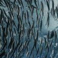 NZ Coastal Seafoods expands facility, production to double