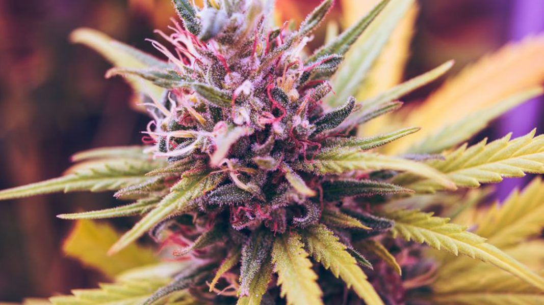 Repeat business for Creso Pharma with further $930k cannabis order