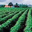 Pure Foods Tasmania eyes Aussie meals to Asia with potato farm acquisition