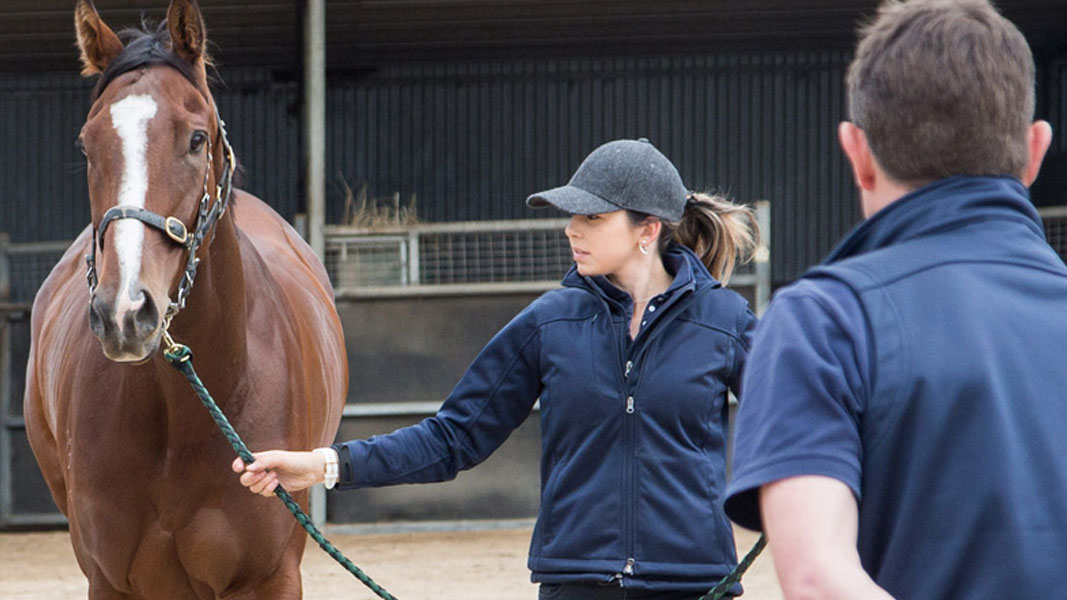 Apiam increases equine footprint in regional NSW with new veterinary acquisitions