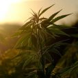 Cannabis sector flying high following United Nations declassification