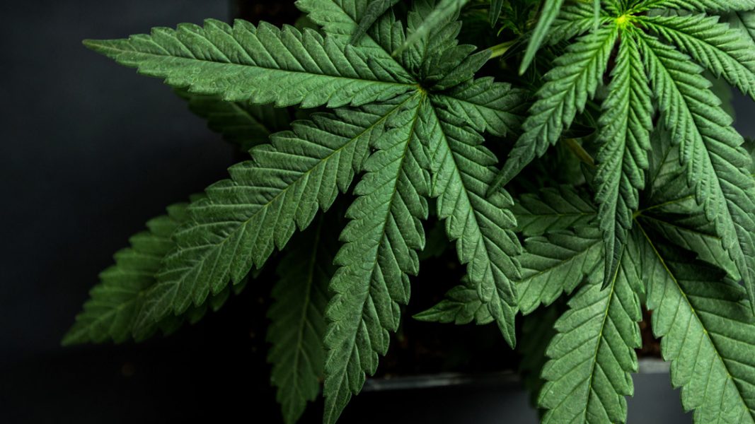 Ecofibre secures CBD distribution to 5,000 US pharmacies