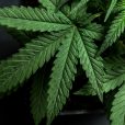 Ecofibre secures CBD distribution to 5,000 US pharmacies