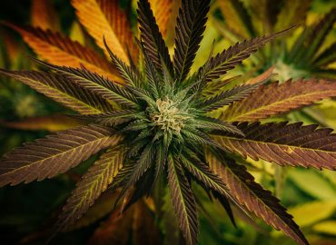 ECS Botanics lines up UK and German customers for cannabis exports