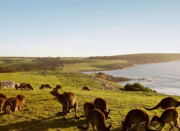 Mighty Craft secures $500k grant to develop Distillery on Kangaroo Island