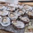 Angel Seafood to build automated FlipFarm following strong oyster demand and sales