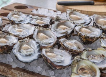 Angel Seafood to build automated FlipFarm following strong oyster demand and sales