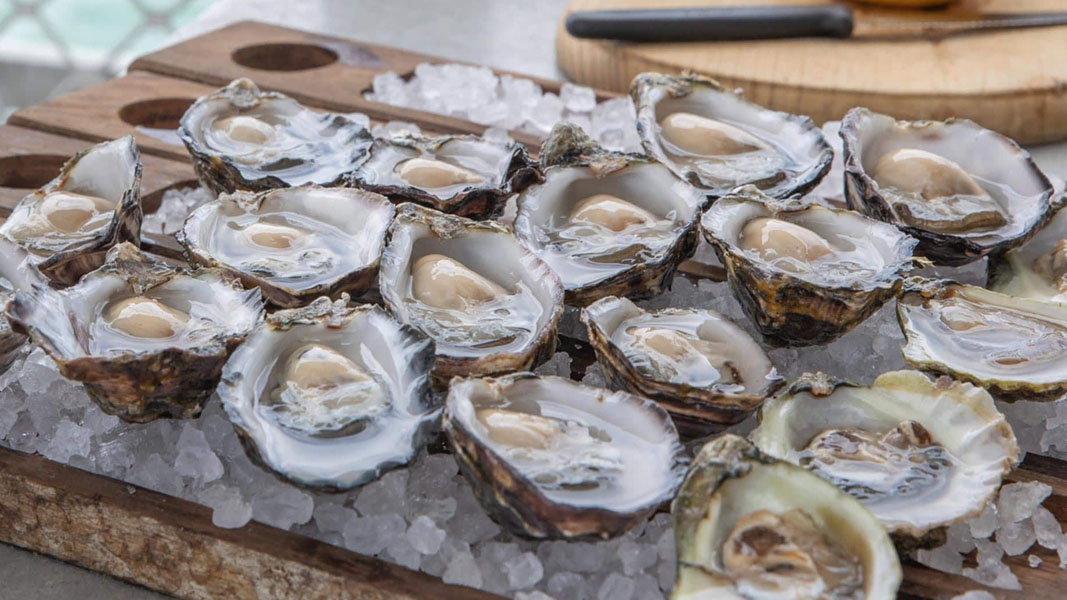Angel Seafood to build automated FlipFarm following strong oyster demand and sales