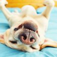 PharmAust is putting a leash on canine cancer, and COVID-19