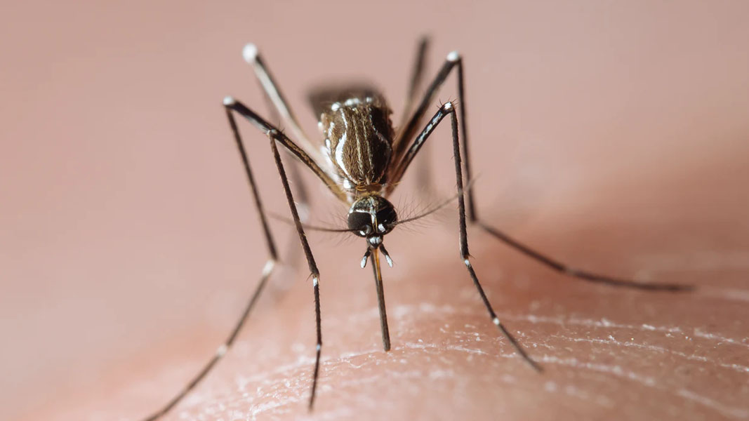 Mosquitoes suck. Island Pharmaceuticals does not.