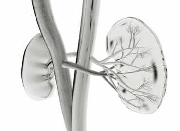 Could Dimerix be first to market with their innovative kidney disease drug?