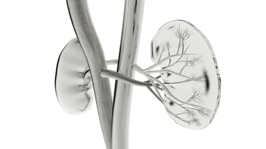 Could Dimerix be first to market with their innovative kidney disease drug?