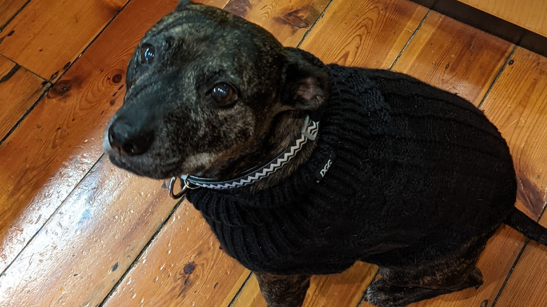 Mad Paws to acquire Waggly Club, our office dog approves