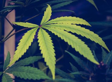 Epsilon to provide medicinal cannabis for clinical study in children