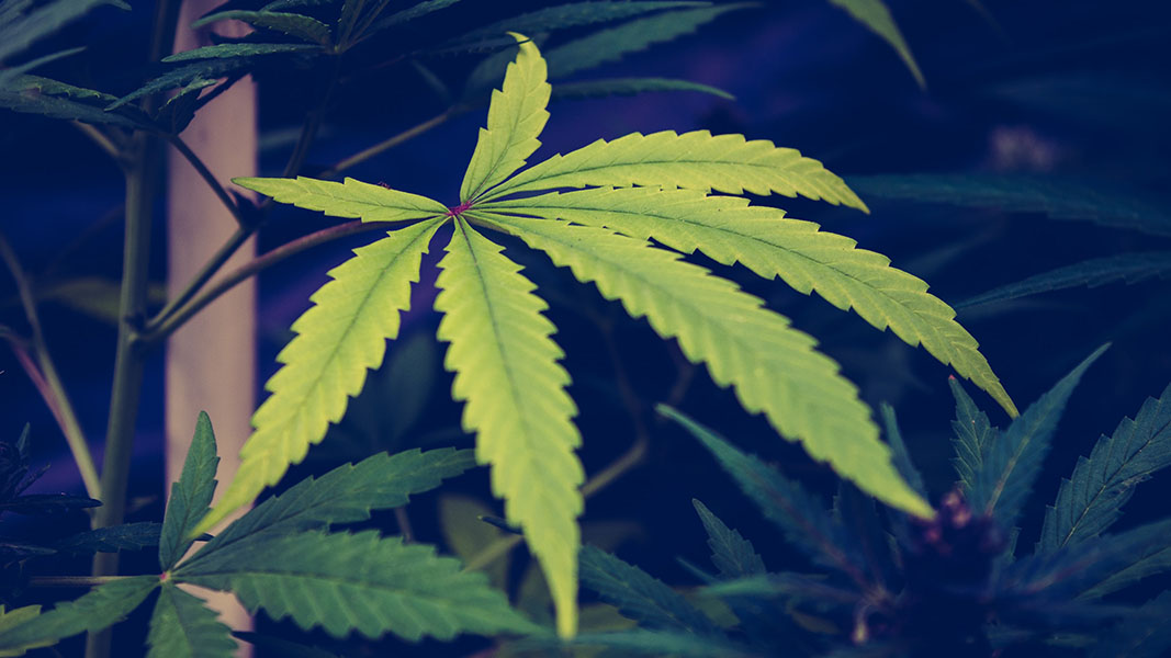 Epsilon to provide medicinal cannabis for clinical study in children