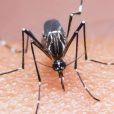 Island Pharmaceuticals receives third patent for dengue fever drug
