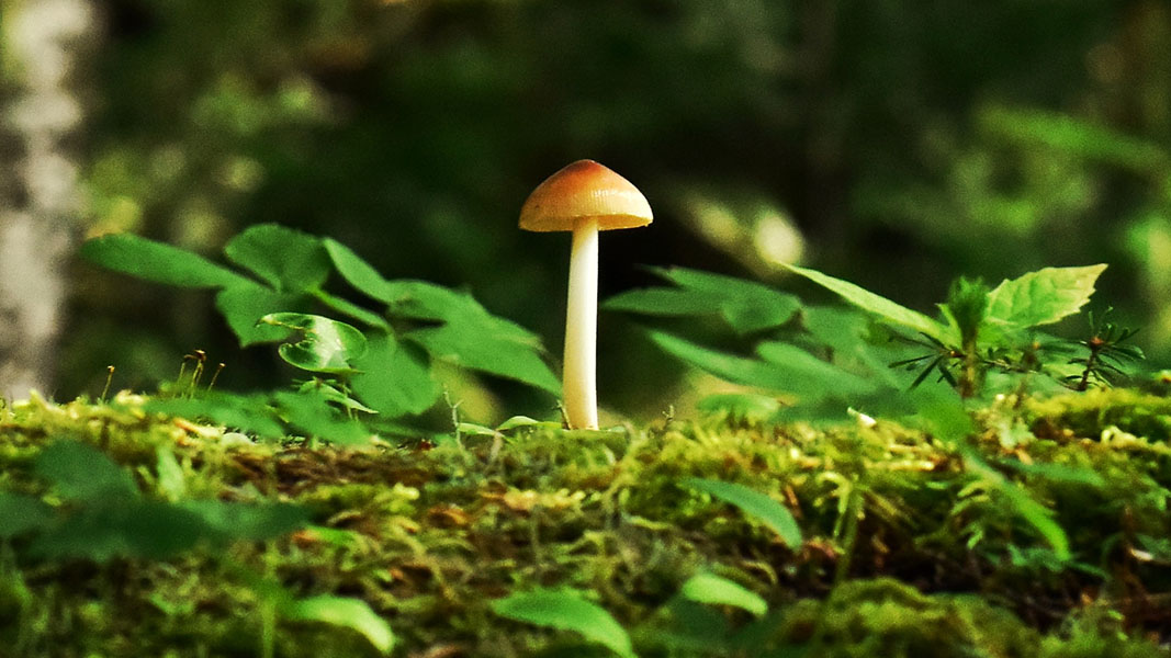 Little Green Pharma enters race to treat mental illness with psychedelic medicines