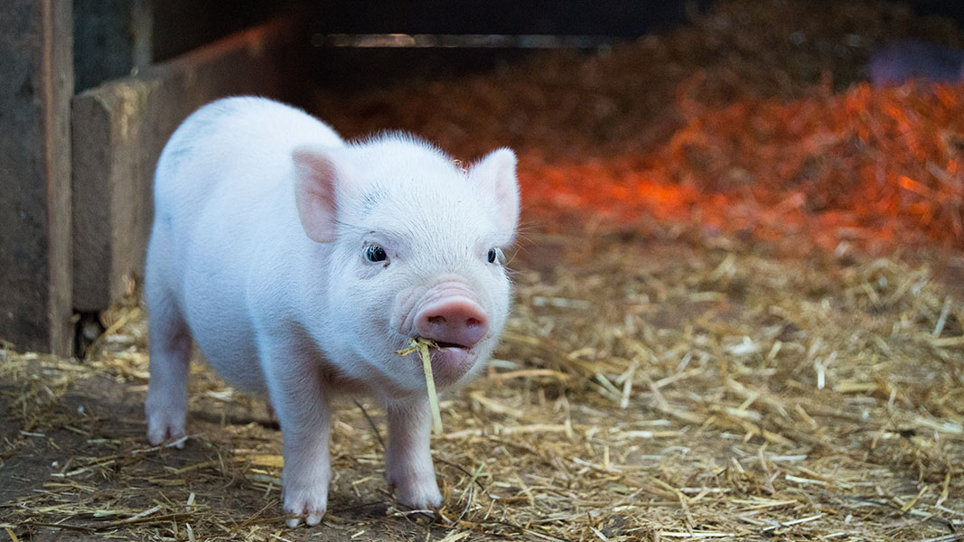 Antimicrobial resistance at ‘tipping point’, threatening global food supply
