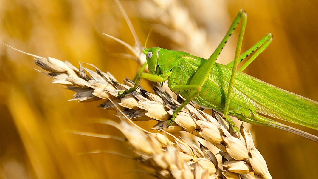 Bio-Gene formalises commercial deal with Evergreen for natural insecticides