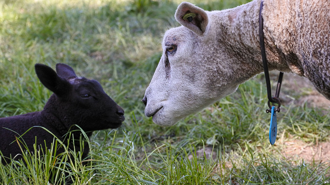 Apiam partner receives approval to launch Xtend 21 Antimicrobial Surface Protectant across US veterinary markets