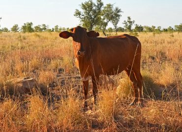 Apiam receives regulatory approval for new vaccine against deadly cattle disease