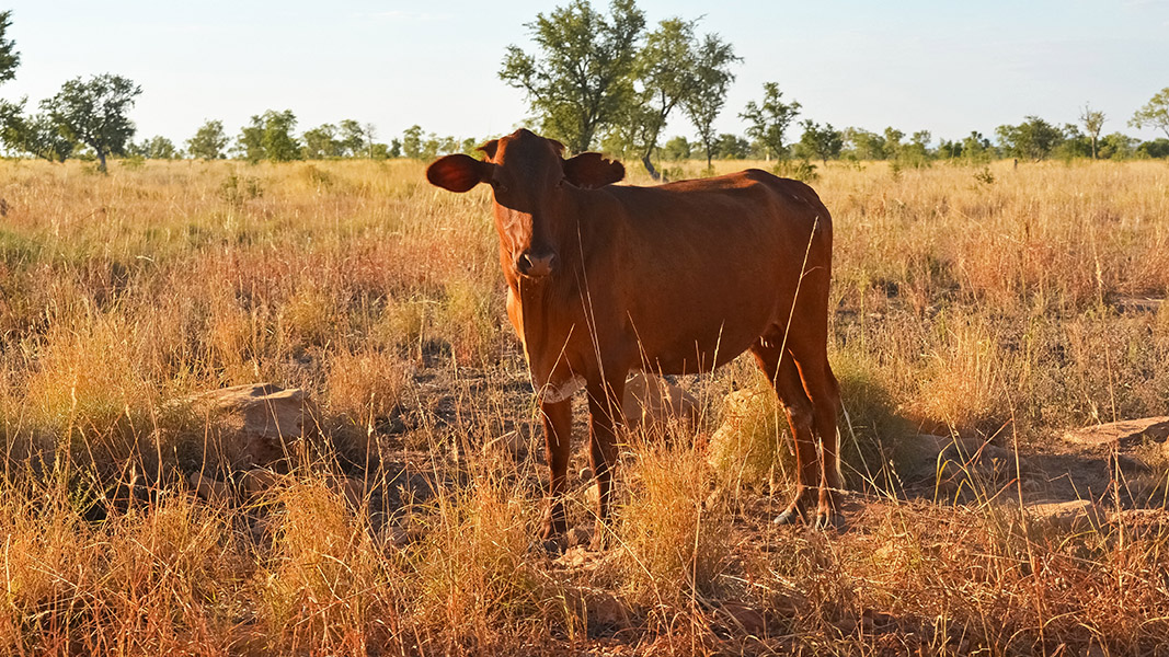 Apiam receives regulatory approval for new vaccine against deadly cattle disease