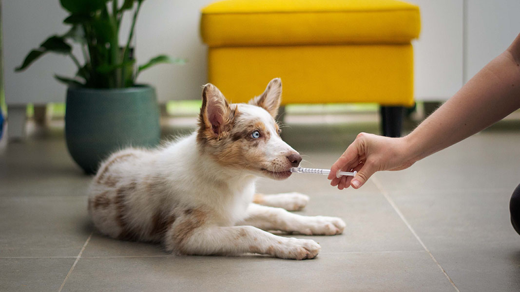 National expansion continues as Apiam acquire 4 new vet clinics amid revenue surge