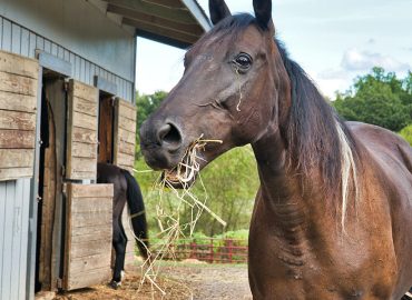 Apiam set for major growth in NSW with acquisition of new equine hub