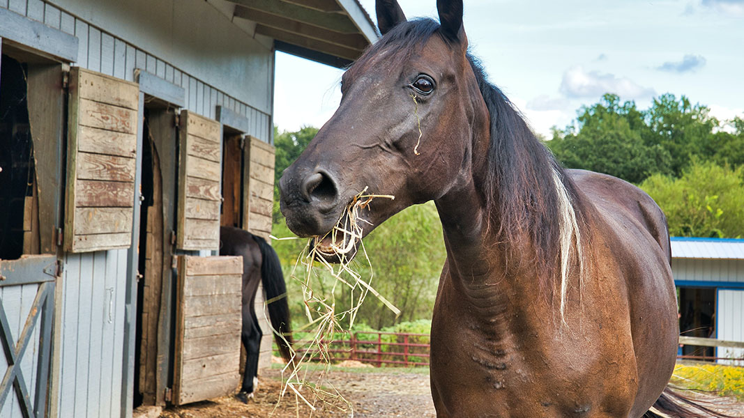 Apiam set for major growth in NSW with acquisition of new equine hub