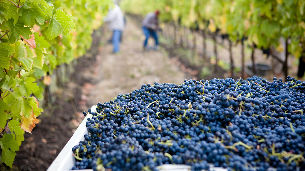 Treasury Wine Estates has a new, sustainable focus on viticulture