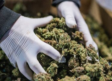 UK regulator approves Bod to trial cannabis as a treatment for COVID symptoms