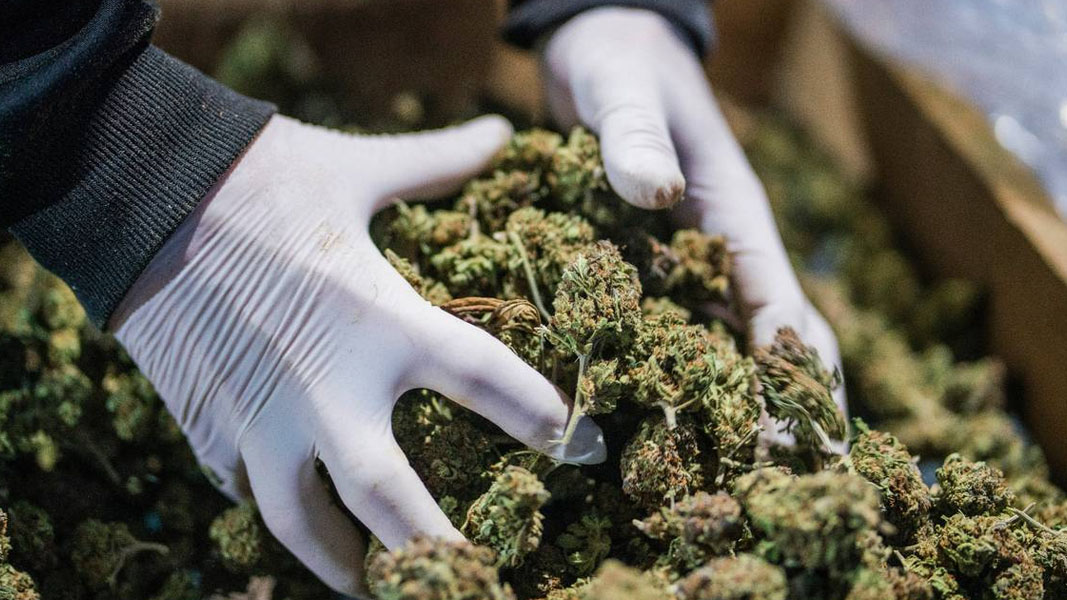 UK regulator approves Bod to trial cannabis as a treatment for COVID symptoms