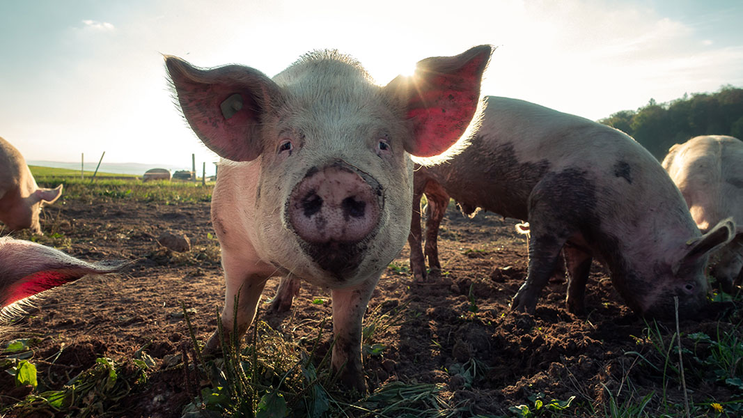 Why pigs on this remote Auckland island may be the key to treating Parkinson’s disease