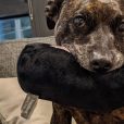 Mad Paws becoming the ‘go-to’ for pet products and services with their latest acquisition