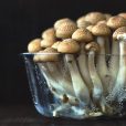Little Green Pharma to demerge its medicinal psychedelics business