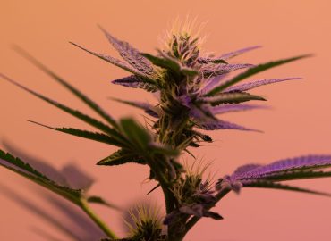 Bod seeks to register its cannabis extract as food in the UK