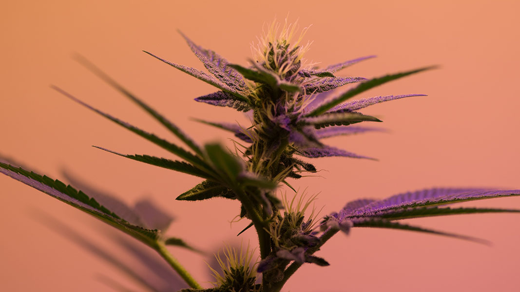 Bod seeks to register its cannabis extract as food in the UK