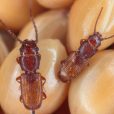 Here’s how Bio-Gene is keeping your muesli bug free