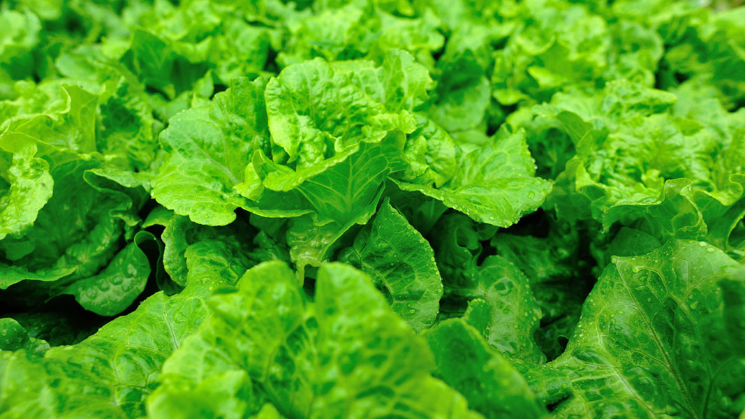 Frugal shoppers turn to frugl for better deals on lettuce