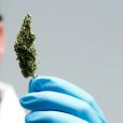 Bod unveils its latest launch of cannabis treatment