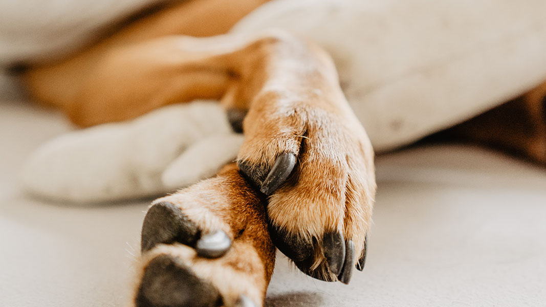 Allegra’s 3D printed bone replacement proves safe for animals