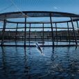 Aussie seafood reigns superior as Canadian farmers make $1 billion bid for Tassal